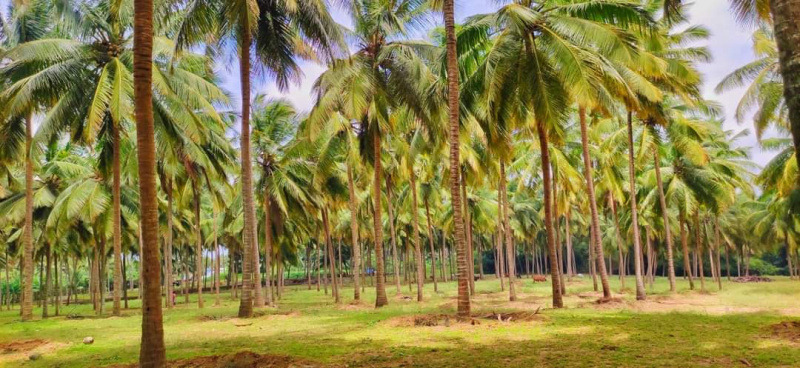  Residential Plot 300000 Cent for Sale in Nachipalayam, Coimbatore