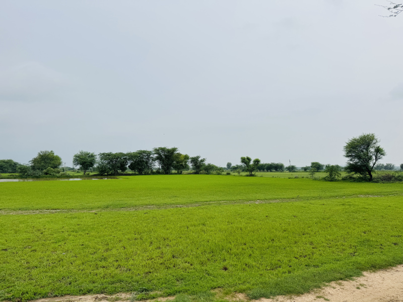  Agricultural Land 76 Bigha for Sale in Dudu, Jaipur