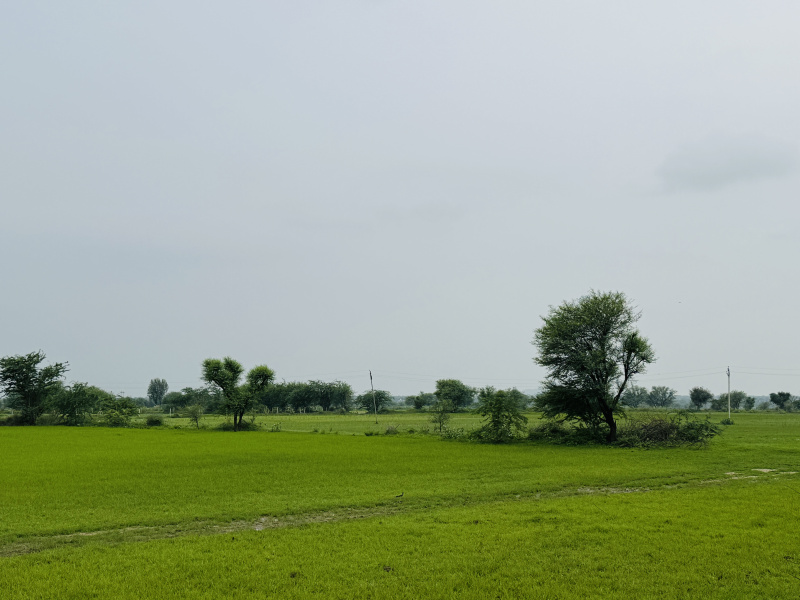  Agricultural Land 76 Bigha for Sale in Dudu, Jaipur