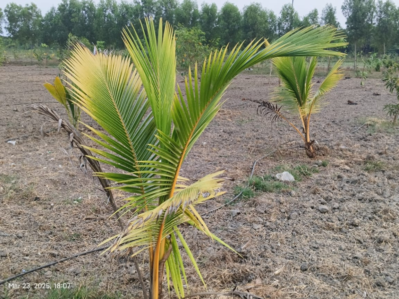  Agricultural Land 9600 Sq.ft. for Sale in Uthiramerur, Kanchipuram