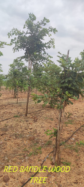  Agricultural Land 5000 Sq.ft. for Sale in Ikkadu, Thiruvallur