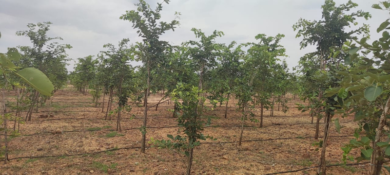  Agricultural Land 5000 Sq.ft. for Sale in Ikkadu, Thiruvallur