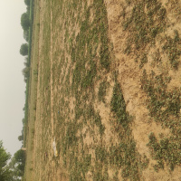  Agricultural Land for Sale in Fatehabad Road, Agra