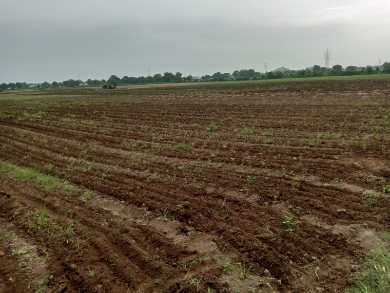  Agricultural Land 50 Bigha for Sale in Kasrawad, Khargone