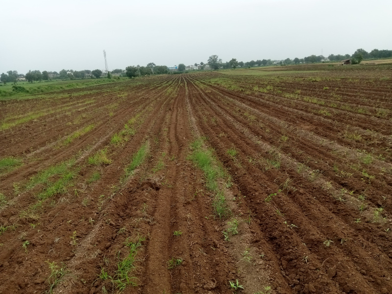  Agricultural Land 50 Bigha for Sale in Kasrawad, Khargone