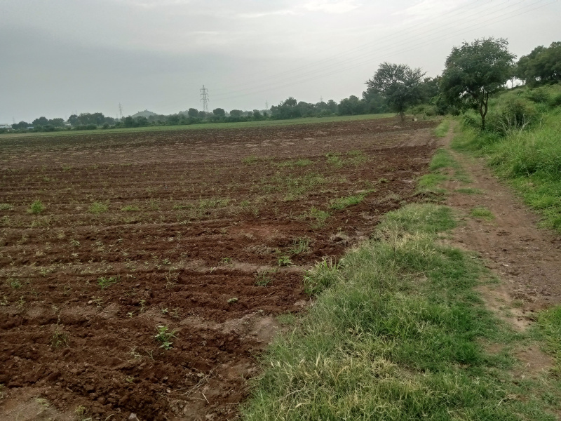  Agricultural Land 50 Bigha for Sale in Kasrawad, Khargone
