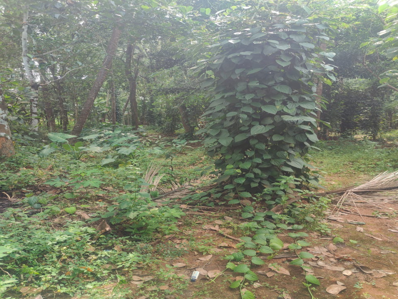 3 BHK 2500 Sq.ft. House for Sale in Wadakkanchery, Thrissur