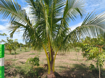  Agricultural Land for Sale in Uthiramerur, Kanchipuram