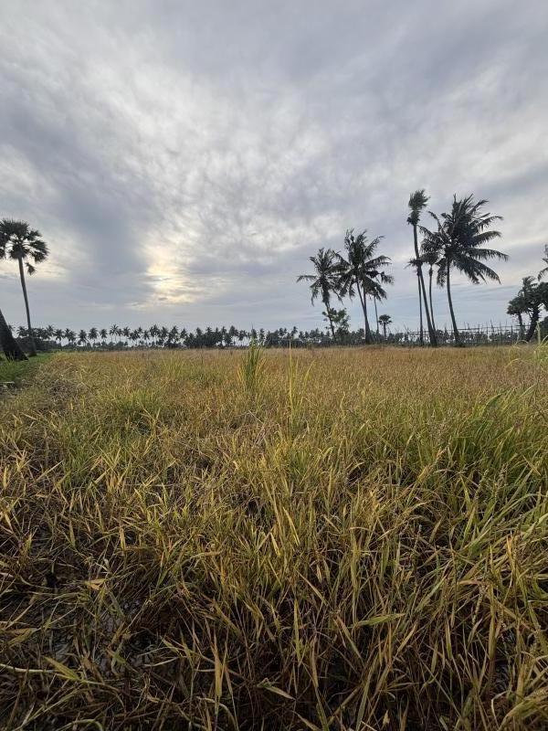  Agricultural Land 1 Acre for Sale in Tanuku, West Godavari