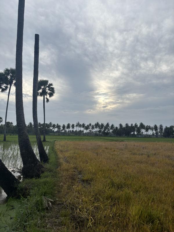  Agricultural Land 1 Acre for Sale in Tanuku, West Godavari