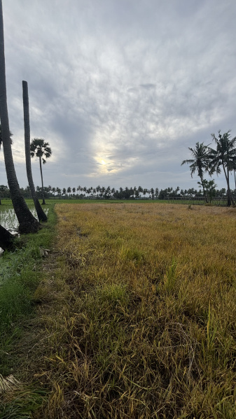  Agricultural Land 1 Acre for Sale in Tanuku, West Godavari