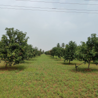  Agricultural Land for Sale in Cheyyur, Chengalpattu