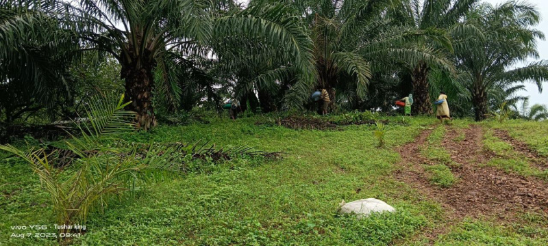  Residential Plot 25 Acre for Sale in Sawantwadi, Sindhudurg