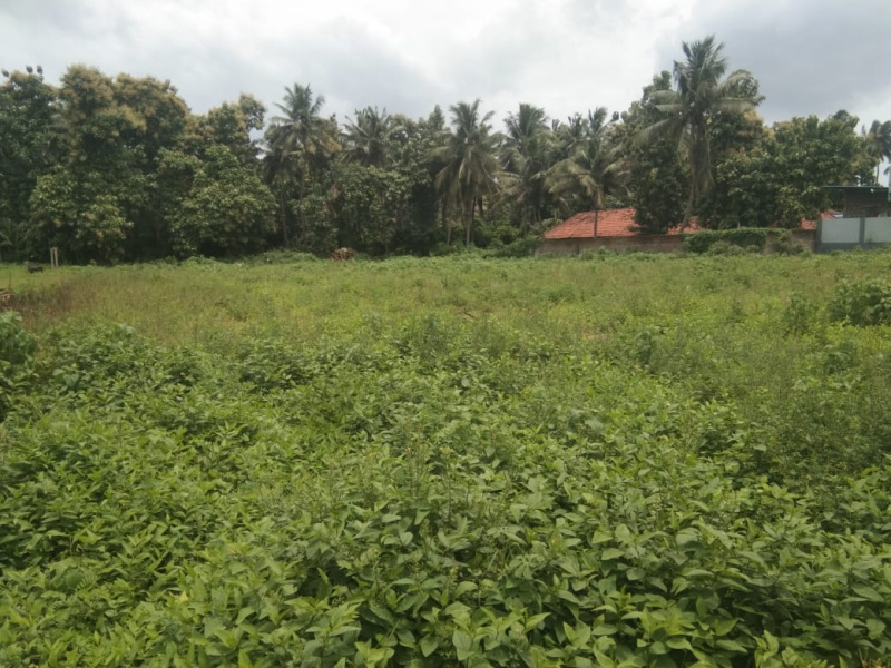  Agricultural Land 4500 Sq. Yards for Sale in Uppalaguptam, East Godavari