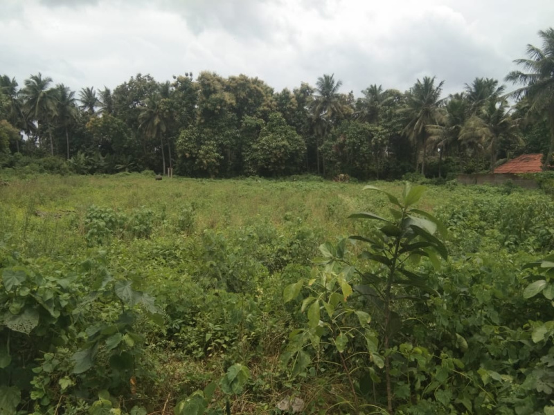  Agricultural Land 4500 Sq. Yards for Sale in Uppalaguptam, East Godavari
