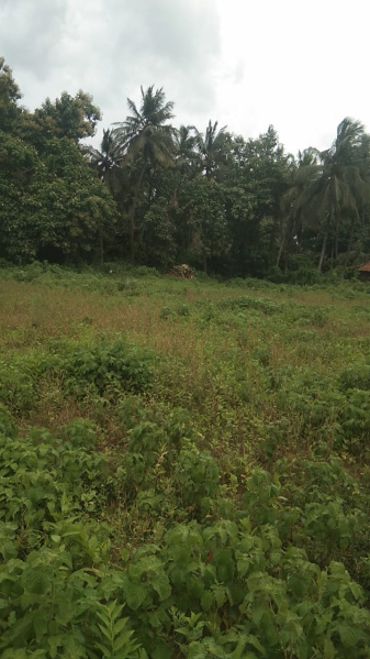  Agricultural Land 4500 Sq. Yards for Sale in Uppalaguptam, East Godavari