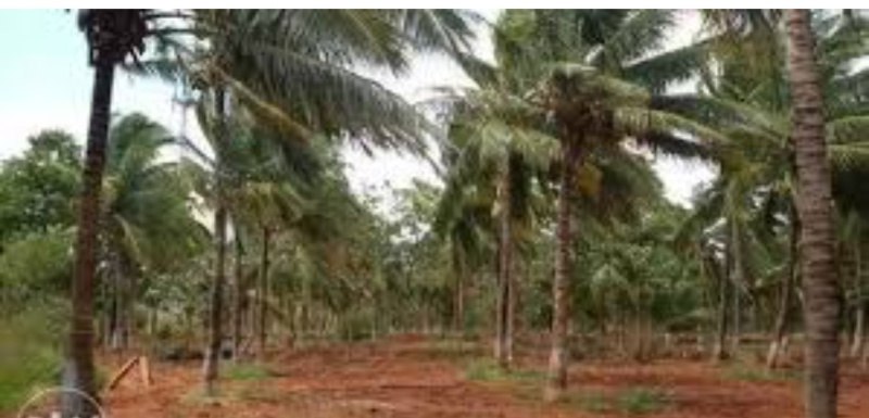  Agricultural Land 82764 Sq.ft. for Sale in Tenkasi, Tirunelveli