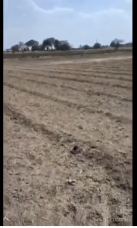  Agricultural Land 16300 Sq.ft. for Sale in Kshipra, Dewas