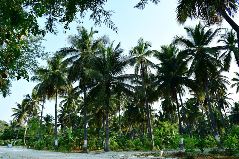  Agricultural Land 6534 Sq.ft. for Sale in Gauribidanur, Bangalore