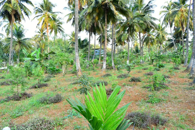  Residential Plot 6535 Sq.ft. for Sale in Rajankunte, Bangalore