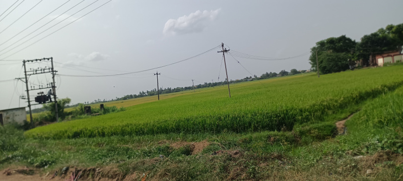  Agricultural Land 87 Cent for Sale in Walajabad, Kanchipuram