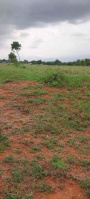 Agricultural Land for Rent in Sanarpatti, Dindigul