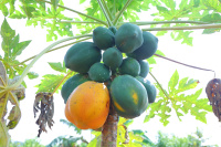 Agricultural Land for Sale in Rajankunte, Bangalore