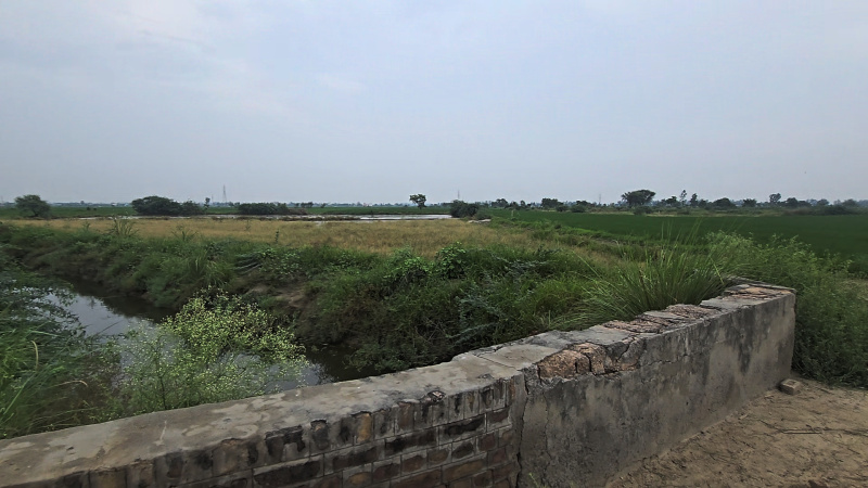  Agricultural Land 6 Ares for Sale in Beri, Jhajjar