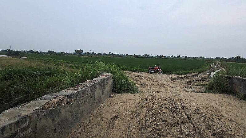  Agricultural Land 6 Ares for Sale in Beri, Jhajjar