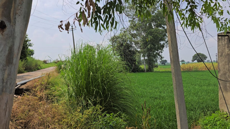  Agricultural Land 4 Acre for Sale in Daboda Village, Bahadurgarh