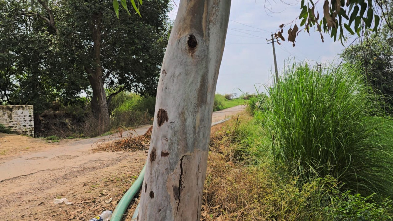  Agricultural Land 4 Acre for Sale in Daboda Village, Bahadurgarh