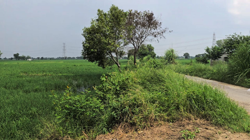  Agricultural Land 4 Acre for Sale in Daboda Village, Bahadurgarh