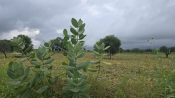  Agricultural Land for Sale in Badli, Jhajjar