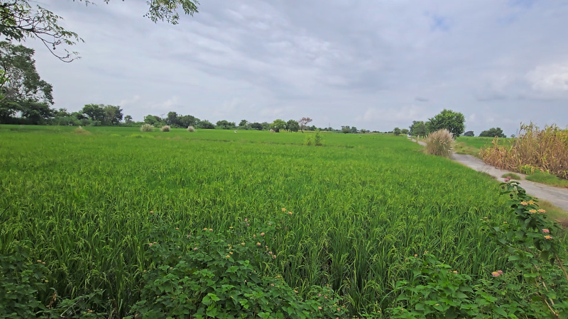  Agricultural Land 4 Acre for Sale in Asudha Village, Bahadurgarh