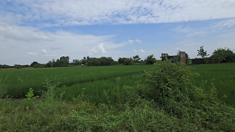  Agricultural Land 4 Acre for Sale in Asudha Village, Bahadurgarh