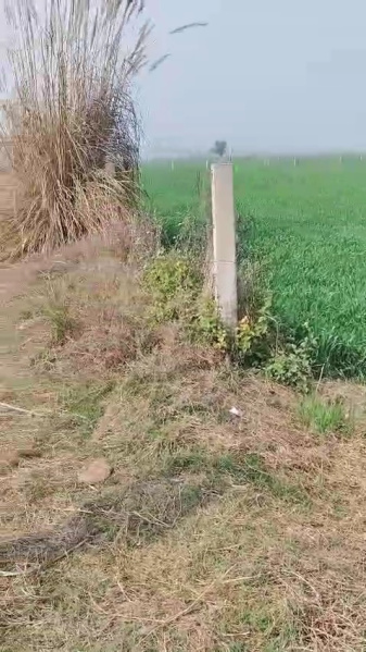  8 Acre Agricultural/Farm Land for Sale in Matanhail, Jhajjar