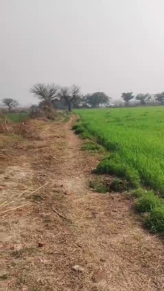  8 Acre Agricultural/Farm Land for Sale in Matanhail, Jhajjar