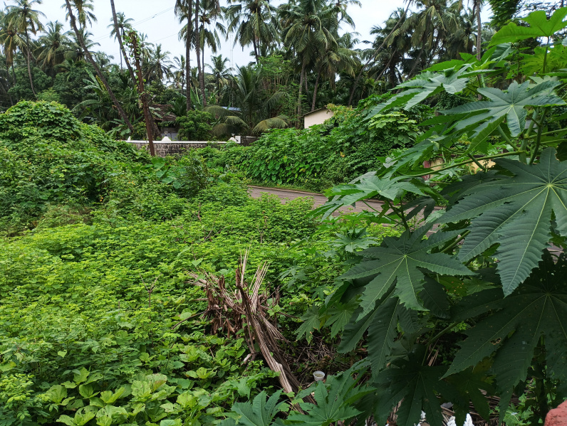  Industrial Land 5000 Sq.ft. for Sale in Murud, Raigad
