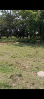  Residential Plot for Sale in Bhauwala, Dehradun