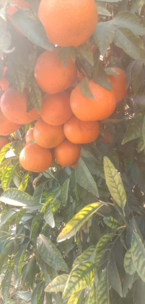  42 Acre Agricultural/Farm Land for Sale in Kalanwali, Sirsa