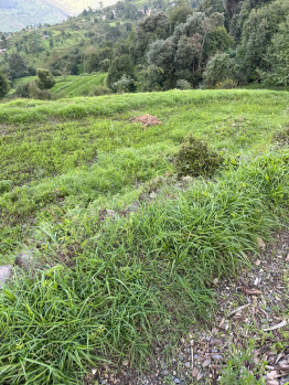  Residential Plot for Sale in Didihat, Pithoragarh
