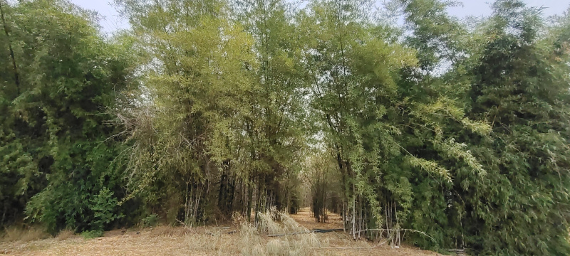  Agricultural Land 8 Acre for Sale in Itarsi, Hoshangabad