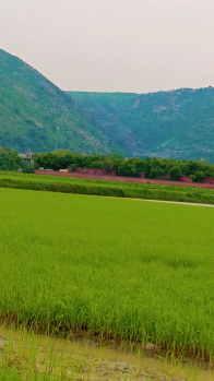  Agricultural Land for Sale in Kotla, Nuh
