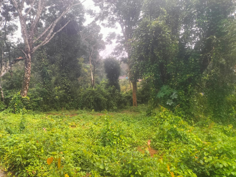  Residential Plot 8 Cent for Sale in Virajpet, Kodagu