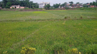  Residential Plot for Sale in Ranipur, Darbhanga