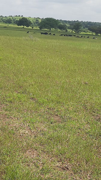  Agricultural Land 40 Sq.ft. for Rent in Aland, Gulbarga