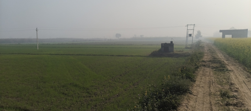  58 Bigha Agricultural/Farm Land for Sale in Mawana, Meerut