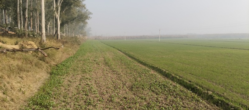  58 Bigha Agricultural/Farm Land for Sale in Mawana, Meerut