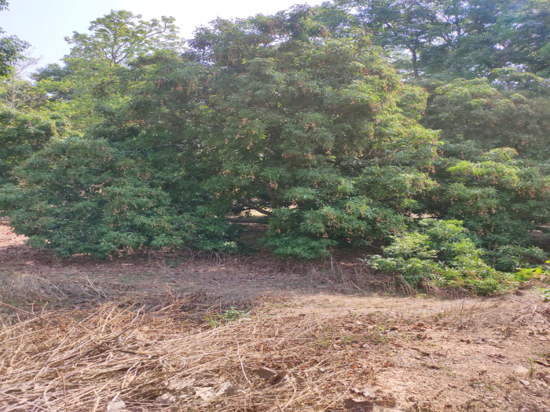  Agricultural Land 10 Sq.ft. for Sale in Manendragarh, Koriya