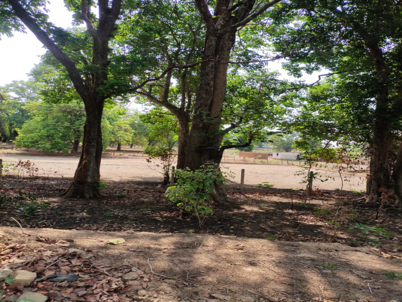  Agricultural Land 10 Sq.ft. for Sale in Manendragarh, Koriya